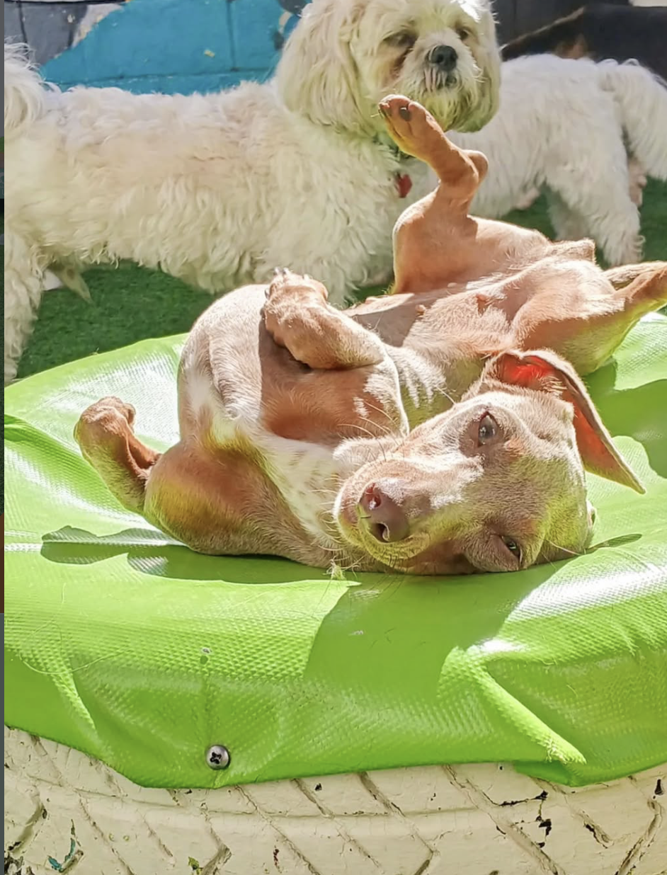 Daycare para perros pequeños WUF