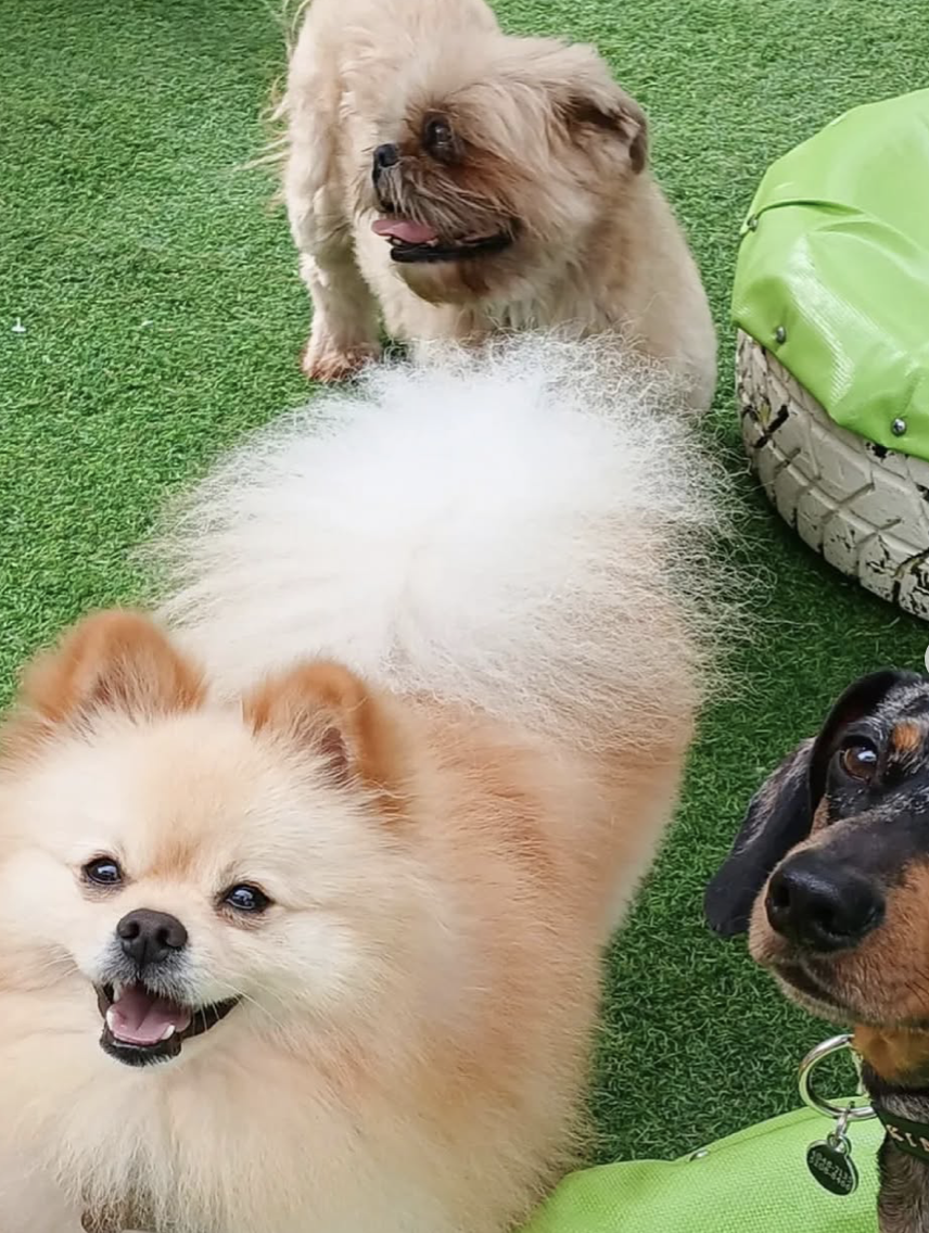 Perritos pequeños WUF