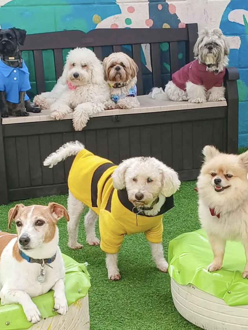 WUF Doggy Daycare Guatemala