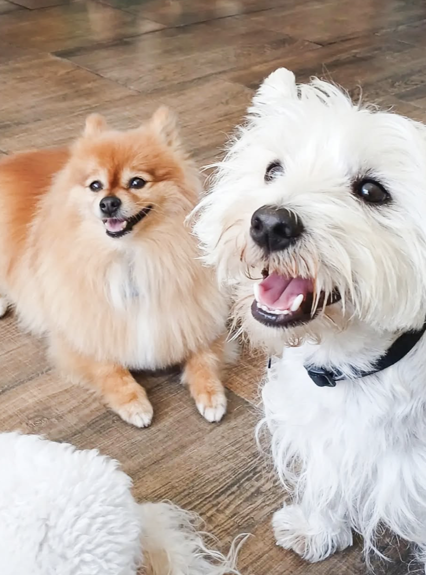 Perros en WUF