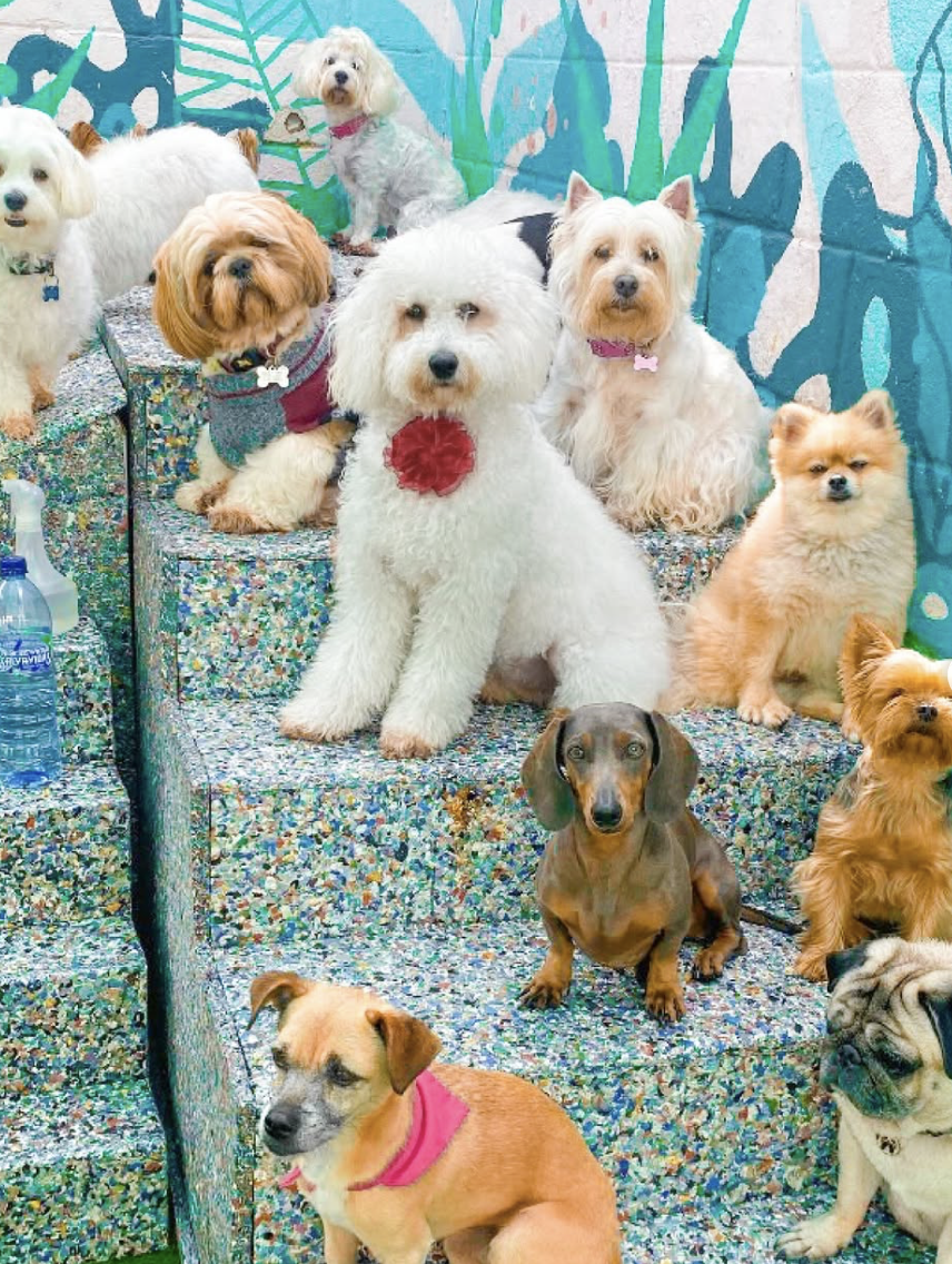 Perros felices en WUF Doggy Daycare